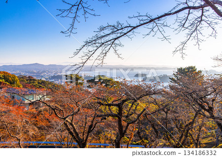 [宮城縣_松島] 從西行莫東之松公園欣賞松島灣的秋景 134186332