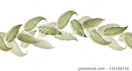 Watercolor simple climbing vine seamless border isolated on white. Thunbergia tropical creeper plant for exotic nature floral designs. Liana with green leaves repeat banner 134186530