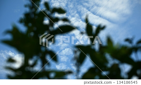 Blue sky seen through the gaps between the trees 134186545