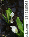 Skunk cabbage cluster A cluster of skunk cabbage blooming in the clear stream of a marshland at its peak 134186568