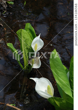 Skunk cabbage cluster A cluster of skunk cabbage blooming in the clear stream of a marshland at its peak Skunk cabbage cluster A cluster of skunk cabbage blooming in the clear stream of a marshland at its peak 134186568