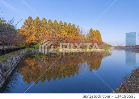 大阪城公園的秋天－水杉 134186585