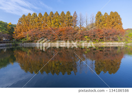 Autumn in Osaka Castle Park - Metasequoia 134186586