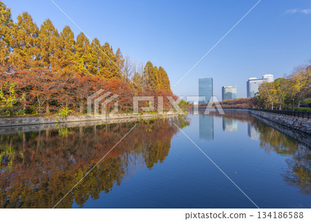 大阪城公園的秋天－水杉 134186588