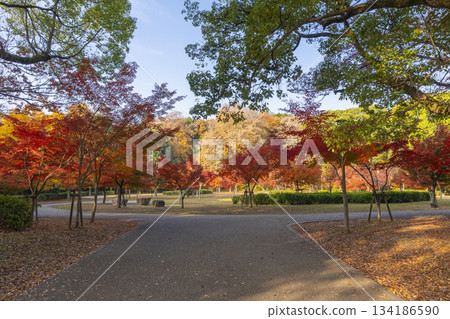 大阪城公園的秋葉 134186590