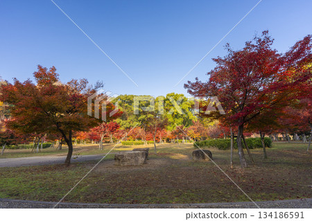 大阪城公園的秋葉 大阪城公園的秋葉 134186591