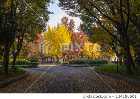 大阪城公園的秋葉 大阪城公園的秋葉 134186601
