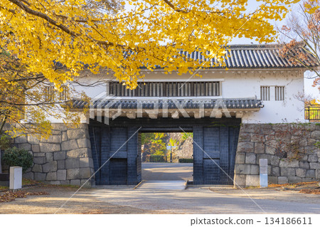 大阪城公園的秋景：青谷門與金色的銀杏葉 134186611