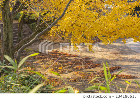 大阪城公園的秋景：青谷門與金色的銀杏葉 134186613