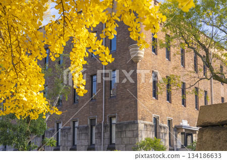Yellow ginkgo leaves and Miraiza Osaka Castle - Autumn foliage season Yellow ginkgo leaves and Miraiza Osaka Castle - Autumn foliage season 134186633