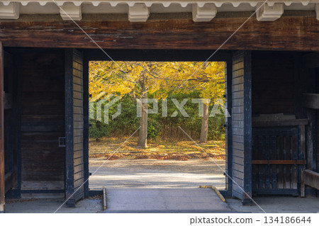 Autumn at Osaka Castle Park: Aoyamon Gate and the golden ginkgo leaves 134186644