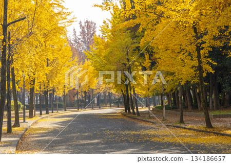 大阪城公園：秋季的銀杏樹 134186657