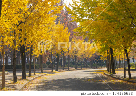 大阪城公園：秋季的銀杏樹 134186658