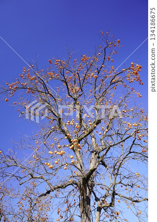 國京山城國分寺遺址,柿子樹 國京山城國分寺遺址,柿子樹 134186675