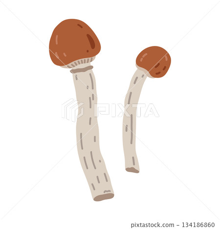 Two brown mushrooms 134186860