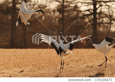 丹頂鶴仲裁 134186871