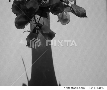 Monochrome rose flowers and vase 134186892