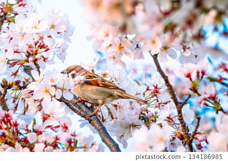 櫻花環繞的麻雀 134186985