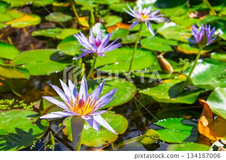 Exotic Water Lilies in a Pond A Serene Aquatic Garden Landscape with Blooming Flowers 134187006