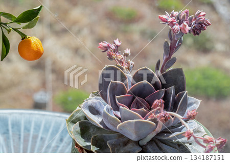 View of Echeveria Perle von Nurnberg (Flat rosettes) with buds and open coral pink flowers is blooming. 134187151