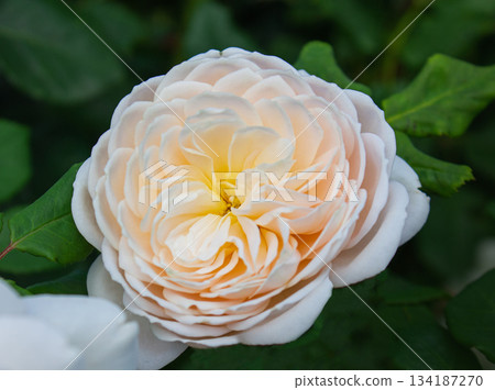 English rose Abraham Darby in botanical garden with green leaves background. English rose Abraham Darby in botanical garden with green leaves background. 134187270