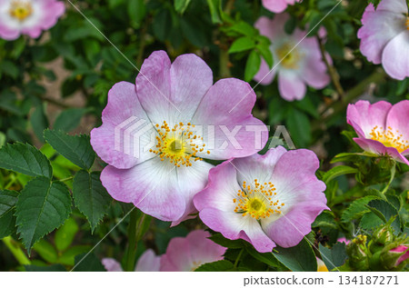 Light pink flowers of Dog rose, Rosa canina in bloom. Light pink flowers of Dog rose, Rosa canina in bloom. 134187271