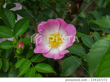 Close-up Beautiful flowering pink Rosa Canina also known as the Dog Rose. Close-up Beautiful flowering pink Rosa Canina also known as the Dog Rose. 134187272