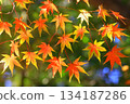 Autumn leaves maple (autumn image) 134187286