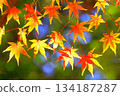 Autumn leaves maple (autumn image) 134187287