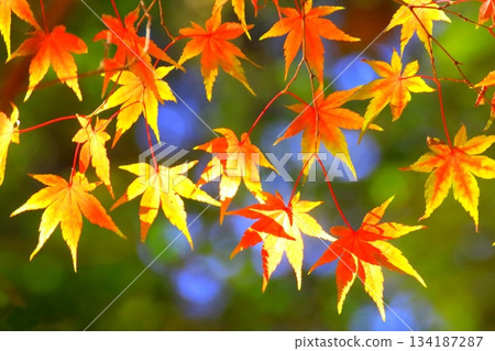 Autumn leaves maple (autumn image) Autumn leaves maple (autumn image) 134187287