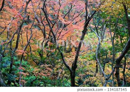 今年的秋葉令人心曠神怡。 今年的秋葉令人心曠神怡。 134187345