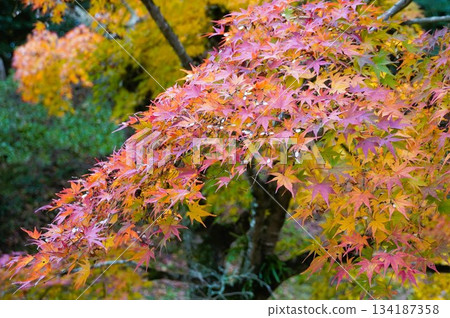 今年的秋葉令人心曠神怡。 134187358