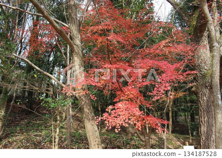 樹上秋葉絢麗多彩 樹上秋葉絢麗多彩 134187528