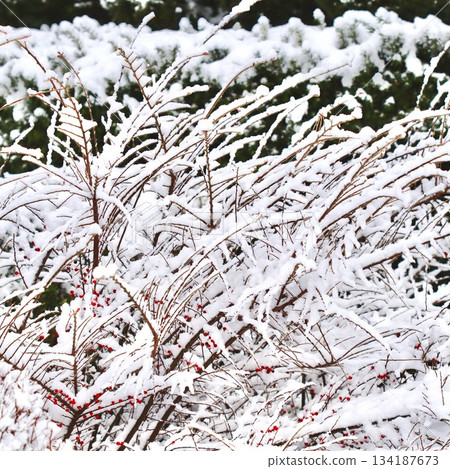Bush branches covered in fresh white snow and bright red berries, embodying the quiet beauty of a winter garden scene 134187673