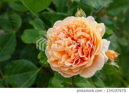 Close-up of an apricot English climbing rose, 'Crown Princess of Margaret', blooming in a spring garden against a blurred background of green leaves with copy space. Natural flower background. 134187678