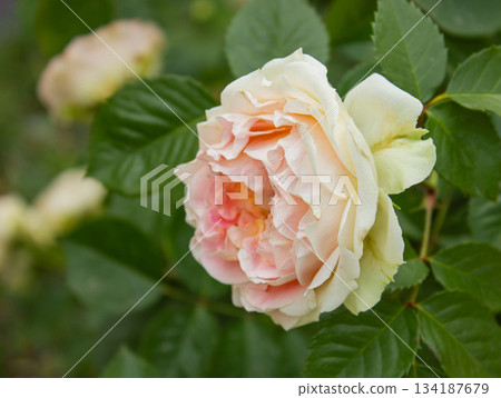 Close-up David Austin White and Pink Rose bud in the garden with copy space for text. Floral background for holidays, beauty and nature. 134187679