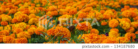 A panoramic shot of a field with orange Marigolds. Mexican the Day of the dead flowers. Traditional Cempasuchil Marigold flowers used for traditional altars in Mexico. A panoramic shot of a field with orange Marigolds. Mexican the Day of the dead flowers. Traditional Cempasuchil Marigold flowers used for traditional altars in Mexico. 134187680
