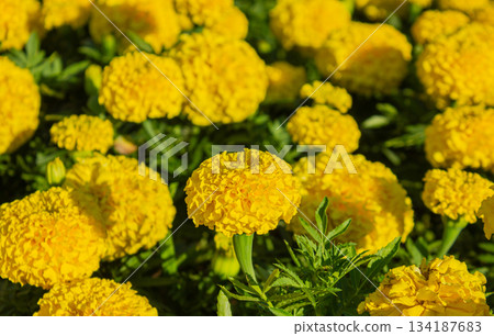 Bright yellow Tagetes erecta flowers in full bloom. Bright yellow Tagetes erecta flowers in full bloom. 134187683