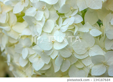 Close-up texture of White Hydrangea flowers. Blooming white Hydrangea. Close-up texture of White Hydrangea flowers. Blooming white Hydrangea. 134187684