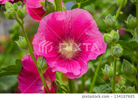 Close-up of the Pink Alcea rosea hollyhock flower in a garden. Close-up of the Pink Alcea rosea hollyhock flower in a garden. 134187685