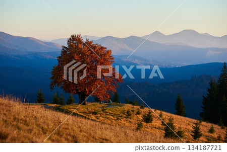 Tranquil autumn landscape with solitary tree with bright red leaves on rolling hillside. Layers of misty blue mountains and forest of evergreens, all bathed in soft, golden light under a clear sky. Tranquil autumn landscape with solitary tree with bright red leaves on rolling hillside. Layers of misty blue mountains and forest of evergreens, all bathed in soft, golden light under a clear sky. 134187721