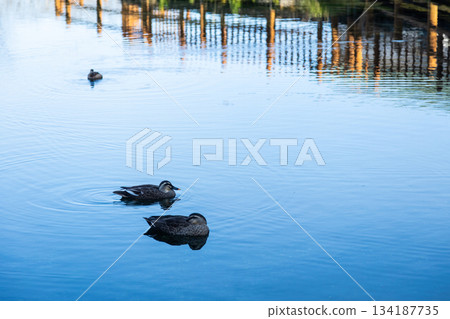 A stock photo of a landscape with a duck floating on the water surface at Maruike Park in Yusui Town, Kagoshima Prefecture 134187735