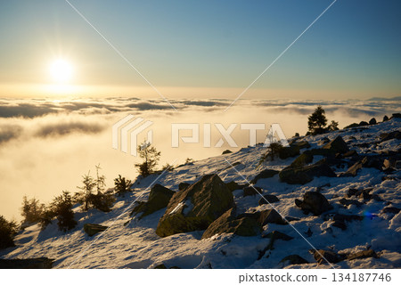 Snow-covered mountain slope at dawn, with scattered rocks and small trees adding texture to foreground. Sea of clouds below bathed in soft hues of blue and gold as sunlight gently illuminates scene. 134187746