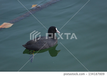 Black bird swimming in the sea 134187809