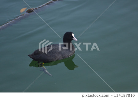 Black bird swimming in the sea 134187810