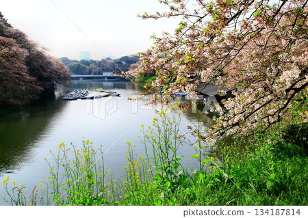 櫻花雖已過盛花期，卻依然在護城河上閃耀……《千鳥淵》和《櫻花》 134187814