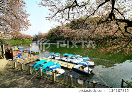 櫻花雖已過盛花期，卻依然在護城河上閃耀……《千鳥淵》和《櫻花》 134187815