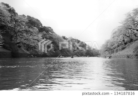 The cherry blossoms, past their peak, still shine on the moat... "Chidorigafuchi" and "Cherry Blossoms" 134187816