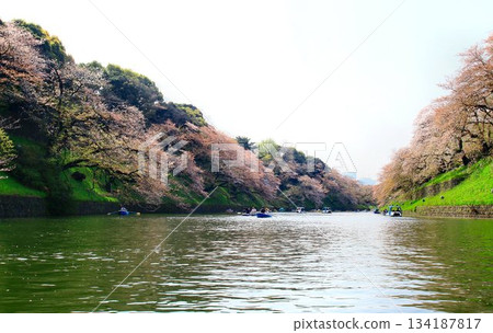 櫻花雖已過盛花期，卻依然在護城河上閃耀……《千鳥淵》和《櫻花》 134187817
