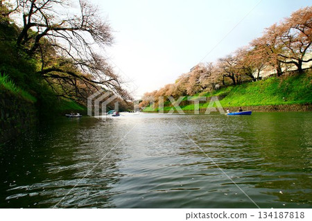 The cherry blossoms, past their peak, still shine on the moat... "Chidorigafuchi" and "Cherry Blossoms" 134187818